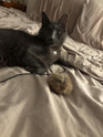 customer photo of a gray cat playing with a natural Bouncy Ball Real Rabbit Fur Handmade String Cat Toy on a bed