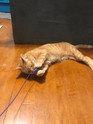 customer photo of a orange striped tabby cat holding a purple Bouncy Ball Real Rabbit Fur Handmade String Cat Toy in its mouth and paws playing on the ground