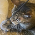 customer photo of a striped tabby cat holding a natural gray Bouncy Ball Real Rabbit Fur Handmade String Cat Toy in its mouth