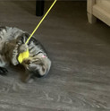 customer photo of a gray striped kitten playing with a yellow Bouncy Ball Real Rabbit Fur Handmade String Cat Toy in its paws
