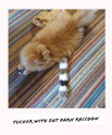 Tucker with raccoon, interactive toys for cats