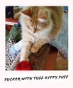 tucker, a kats'n us staffer, batting around a red jumbo sparkle ball cat toy