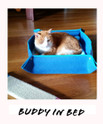 buddy in bed, mats for pets