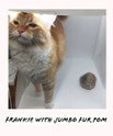 frankie with jumbo fur pom