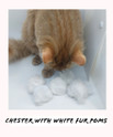 chester, a kats'n us staffer, playing with a bunch of white fur pom cat toys