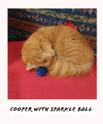 cooper, a kats'n us staffer orange tabby sleeping with a blue standard tuff puff kitty sparkle pom