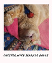 chester, a kats'n us staffer orange tabby sleeping with 2 standard tuff puff kitty sparkle poms