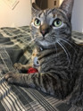customer photo a gray tabby cat playing with a pink standard tuff puff kitty sparkle ball