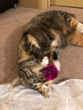 customer photo a striped tabby cat playing with a pink standard tuff puff kitty sparkle ball