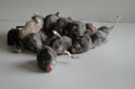 pile of real rabbit fur mice cat toys