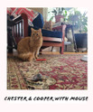 Real Fur Mouse Cat Toy