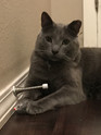 customer photo a gray cat playing with a real rabbit fur gray mouse cat toy
