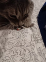 customer photo a gray striped cat playing with a real rabbit fur gray mouse cat toy