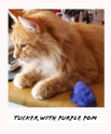 tucker with purple pom