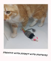 frankie with feather ferret