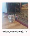 cooper with wobble ball