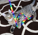 gray tabby cat playing with a rainbow color Cat Charmer felt wand teaser