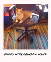 buddy, an orange tabby kats'n us staffer, playing with a rainbow wand cat toy teaser
