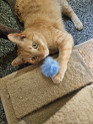 customer photo of a orange kitten playing with a blue real rabbit fur color pom