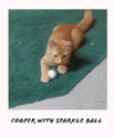 cooper, a kats'n us staffer orange tabby batting around a white standard tuff puff kitty sparkle pom