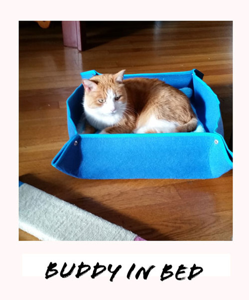 buddy in bed
