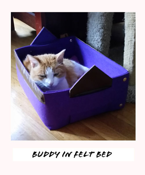 buddy in felt bed