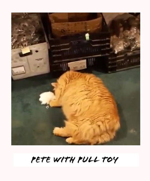 pete with white pull toy