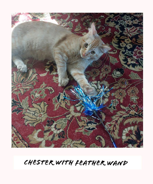 Buy Feather Crinkle Teaser Cat Toy Teaser Wand | Cats 'n Us