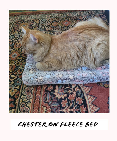 chester on bed