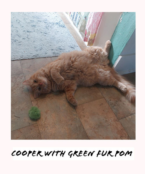 cooper with green fur pom