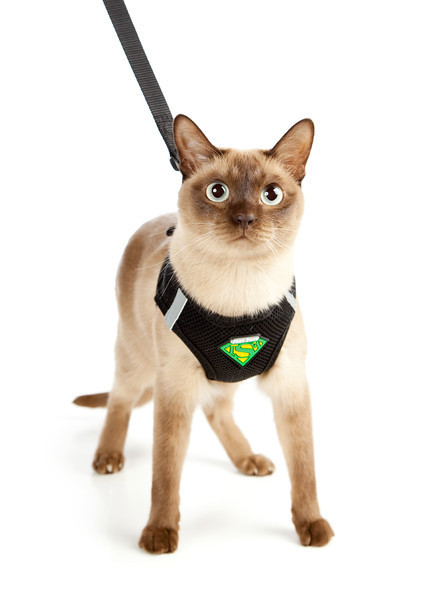 Cat Harness and Leash