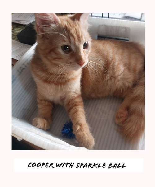 cooper with blue mini sparkle