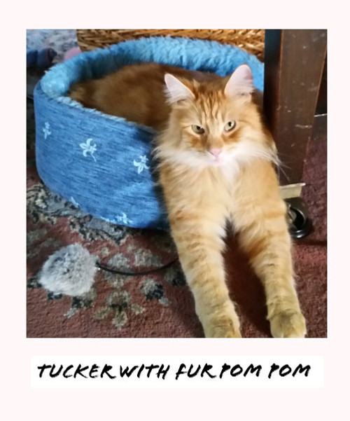 tucker with fur pom