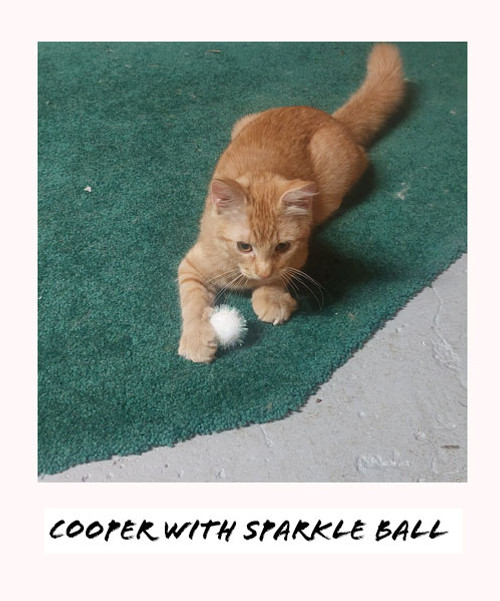 cooper with sparkleball