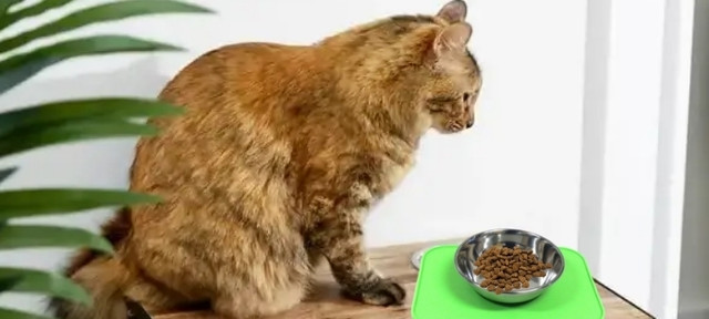 Bowls & Accessories logo