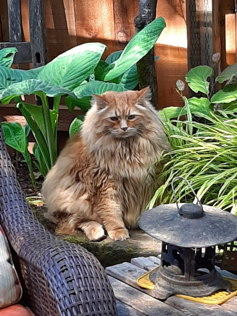 Pete the Fluffy Lion Hearted