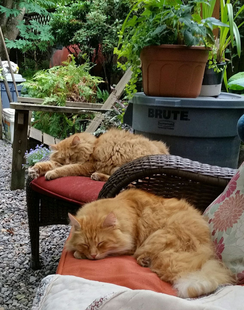 Our Two Cat Staffers