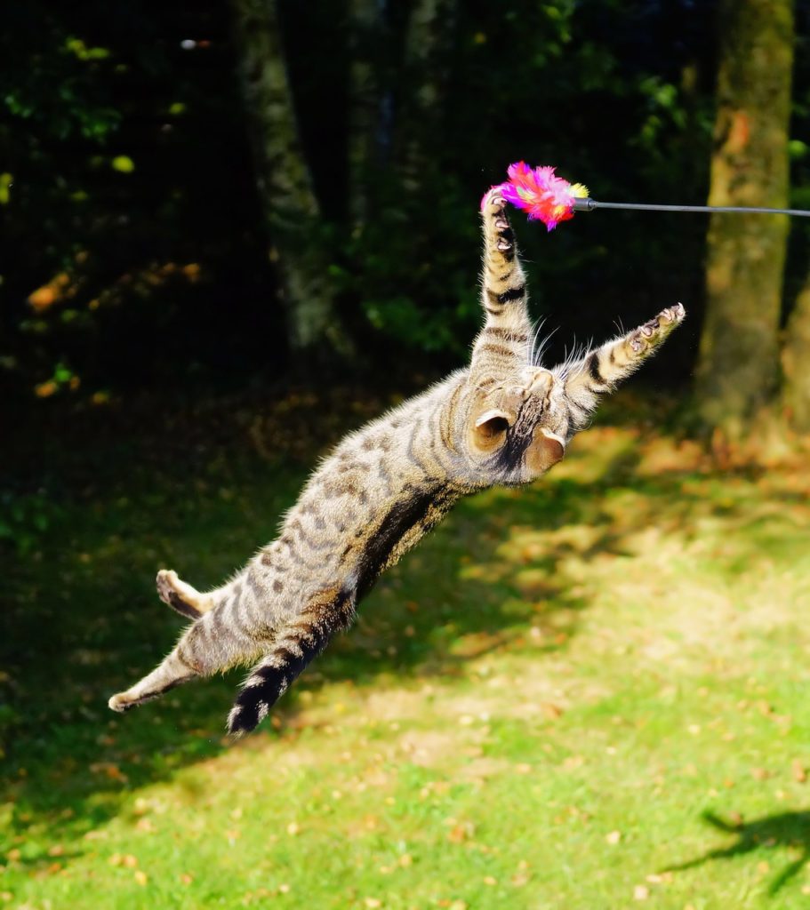 cat-flying-cat-play-1680873-911x1024.jpg