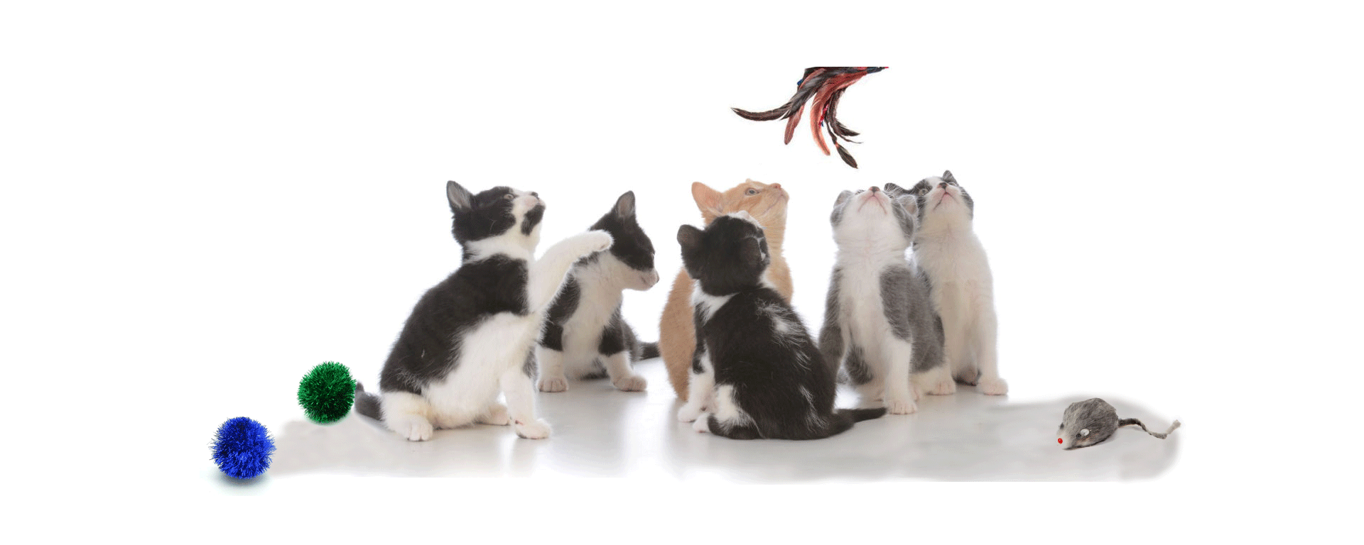 kitties-and-feather-1024x579new.gif