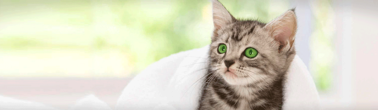 lovely-american-shorthair-kitten-website-header2.gif