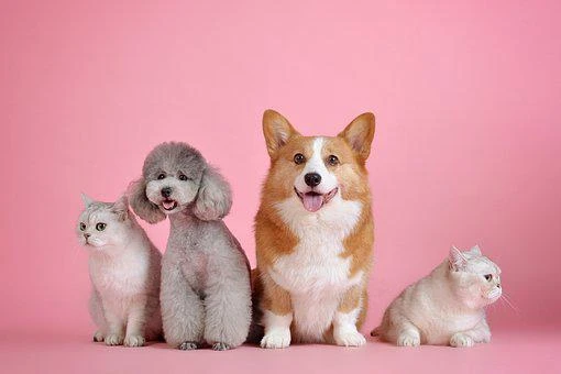 dogs pink background