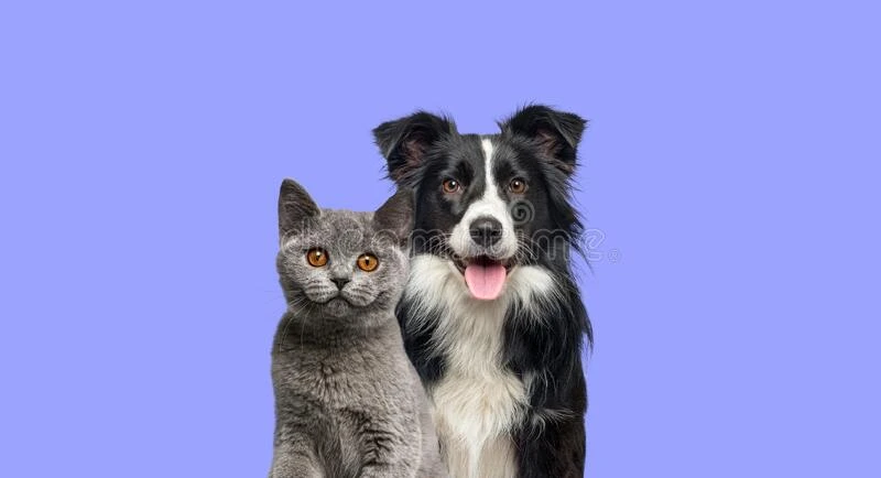 dog and cat blue background