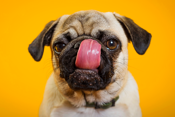 pug yellow background