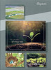 KJV Boxed Cards- Baptism, New Life by Heartwarming Thoughts