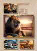 KJV Boxed Cards - Birthday, Cats of the Wild by Heartwarming Thoughts
