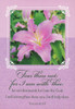 KJV Boxed Cards -Sympathy, Everlasting Light by Faithfully Yours