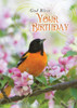 KJV Boxed Cards - All Occasion, Feathered Friends