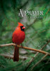 KJV Boxed Cards - All Occasion, Feathered Friends