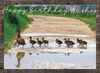 KJV Boxed Cards - Birthday, Animal Friends by Family Treasures