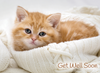 KJV Boxed Cards - Get Well, Baby Animals by Family Treasures